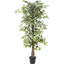 Collection image for: Greenery