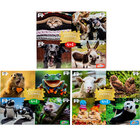 RMS 4-in-1 Wild 'N Crazy Animals Puzzles